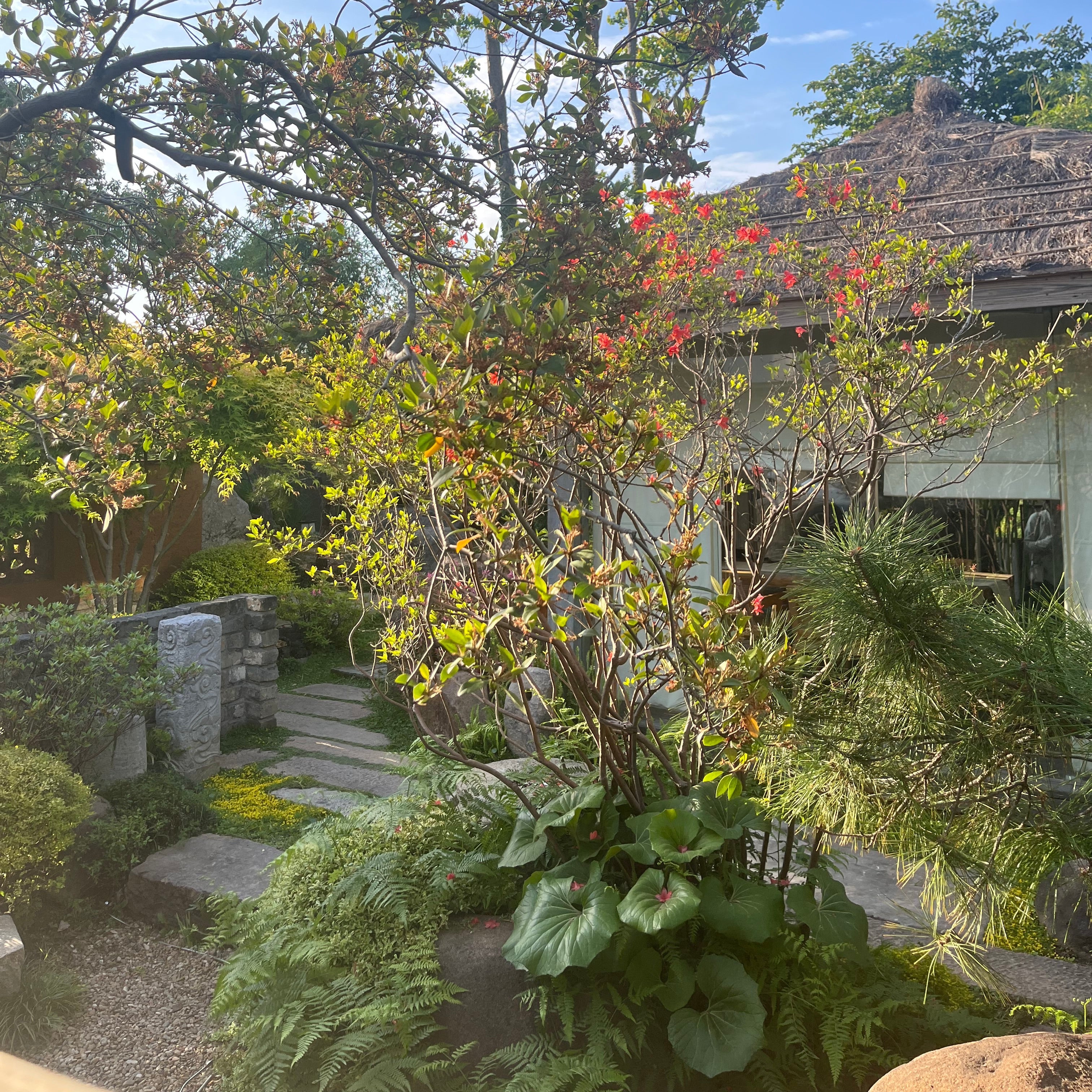 Garden scene with plants and a house in the background