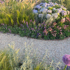 Garden with a variety of flowers and plants, including lavender and hydrangeas, on a gravel path.