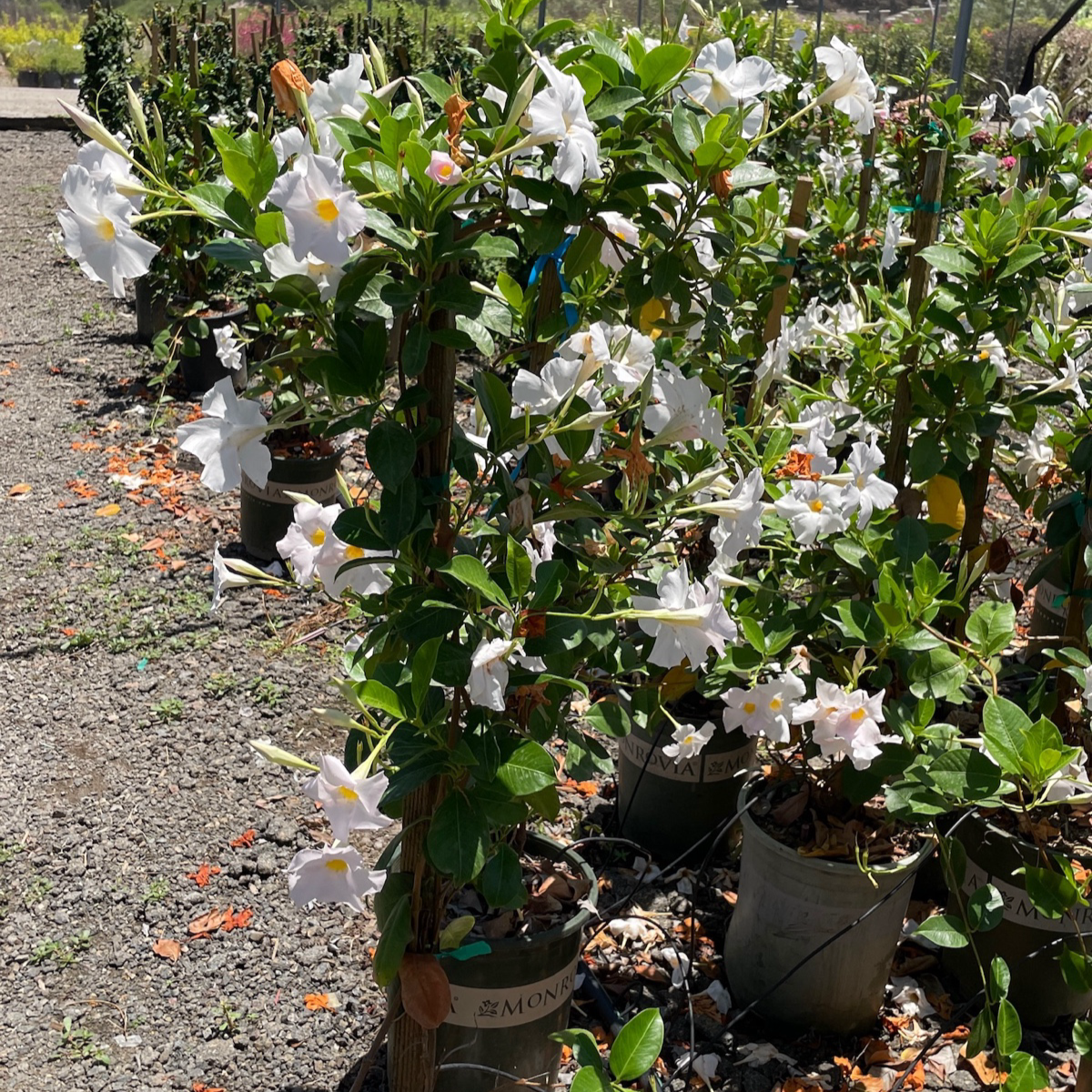 mandevilla plant pot size Sun Parasol White Mandevilla