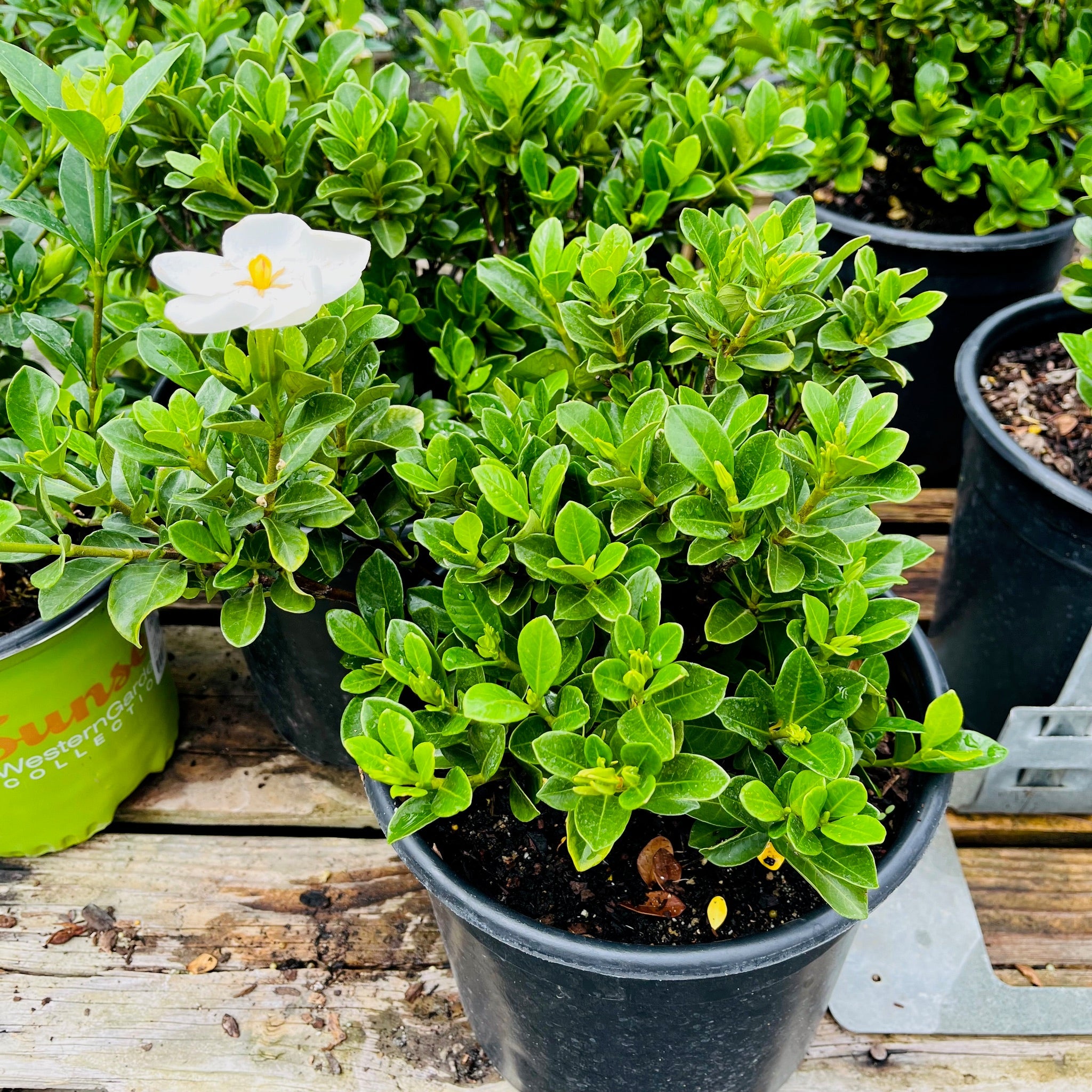 Potted Garden Star  plant with a white flower on a wooden surface