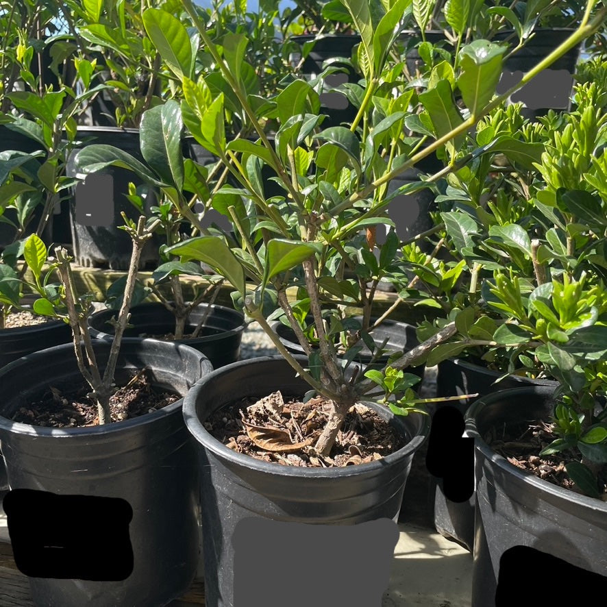 Potted Gardenia jasminoides ‘Aimee’ plants in a greenhouse setting