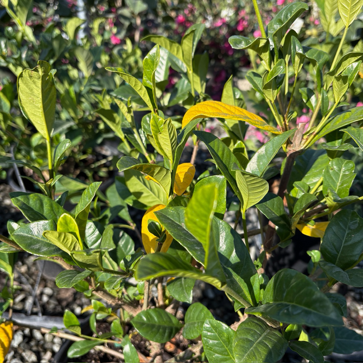 Green leaves with a few yellowing leaves on Gardenia jasminoides ‘Aimee’