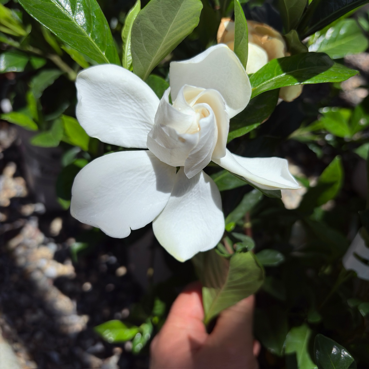 White flower Gardenia jasminoides ‘August Beauty’ held by a hand with green leaves in the background