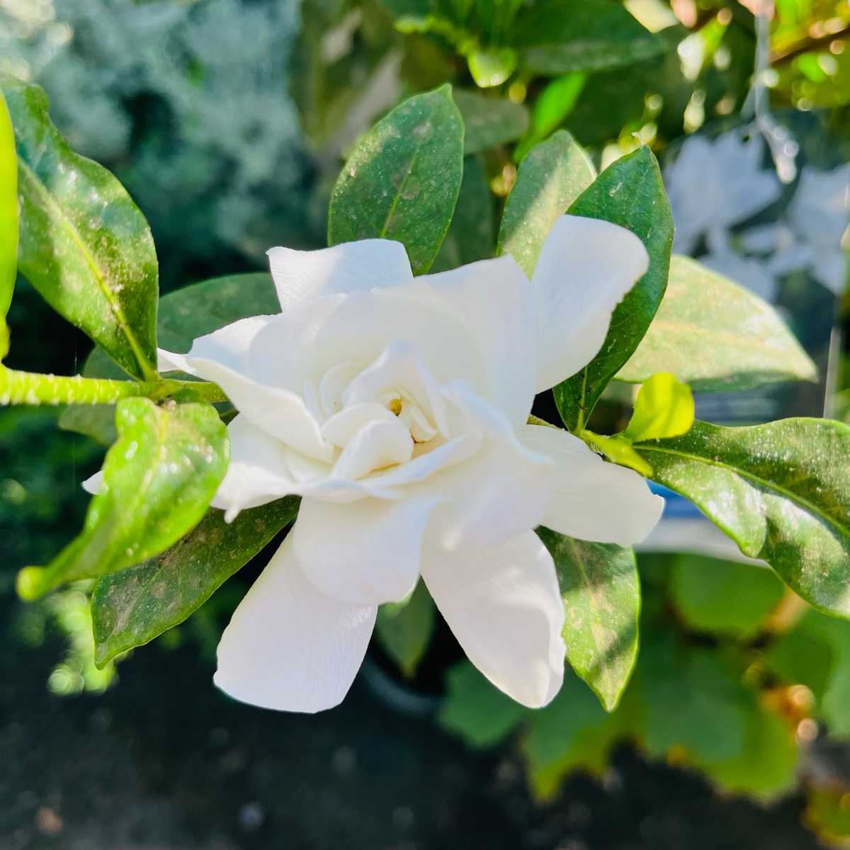 White flower Gardenia jasminoides ‘August Beauty’ with green leaves on a blurred natural background
