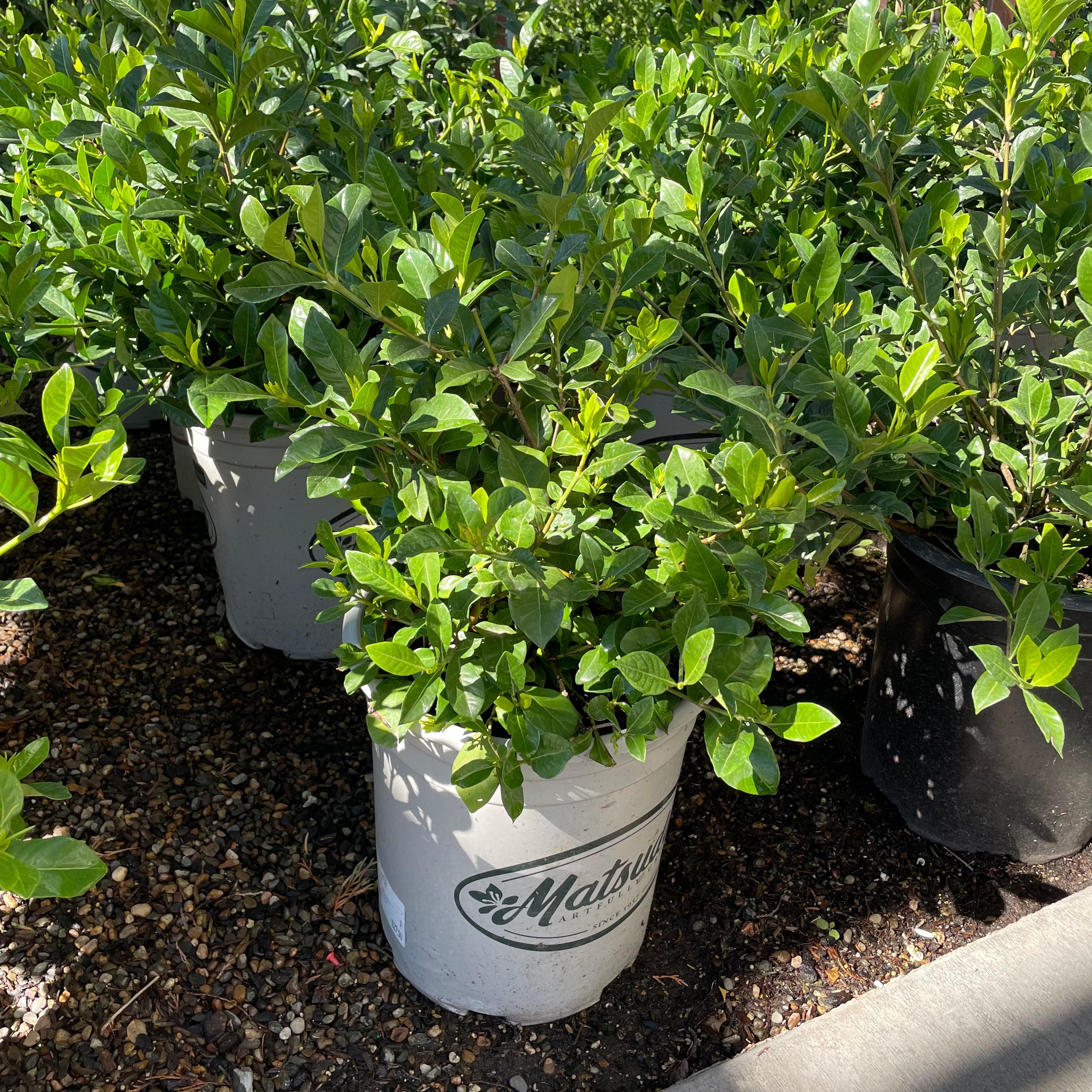 Potted Gardenia jasminoides ‘Frist Love’ plants in white containers with 'Matsun' branding on a soil surface.