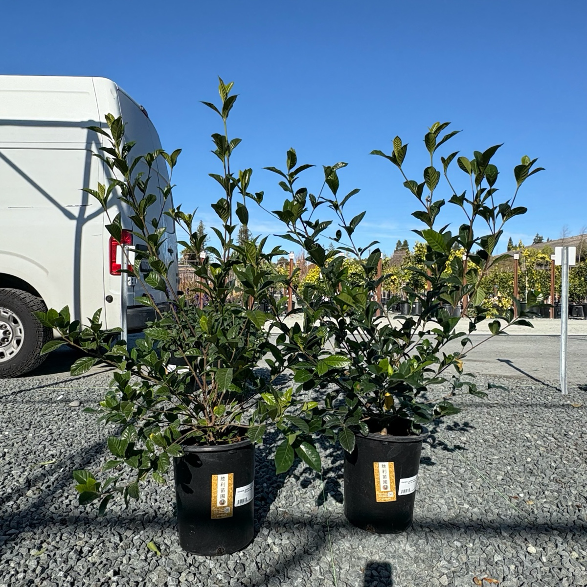 Three potted Gardenia jasminoides ‘Frist Love’ plants in a parking lot with a white van in the background.
