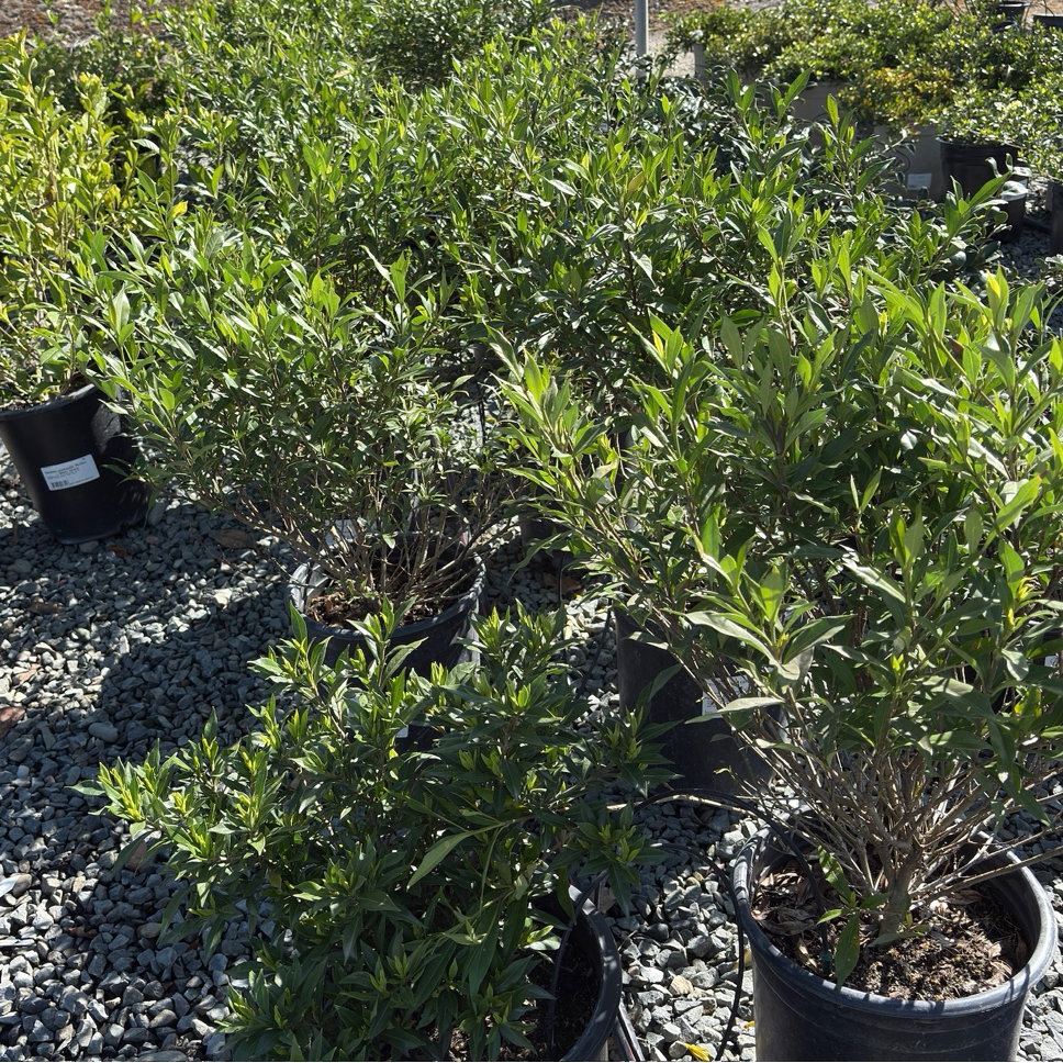 Gardenia jasminoides ‘Frostproof’ Plants in pots on a gravel surface with a concrete wall in the background