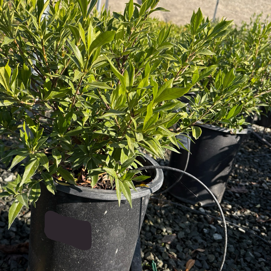 Potted Gardenia jasminoides ‘Frostproof’ plant in a garden setting with gravel and other plants.