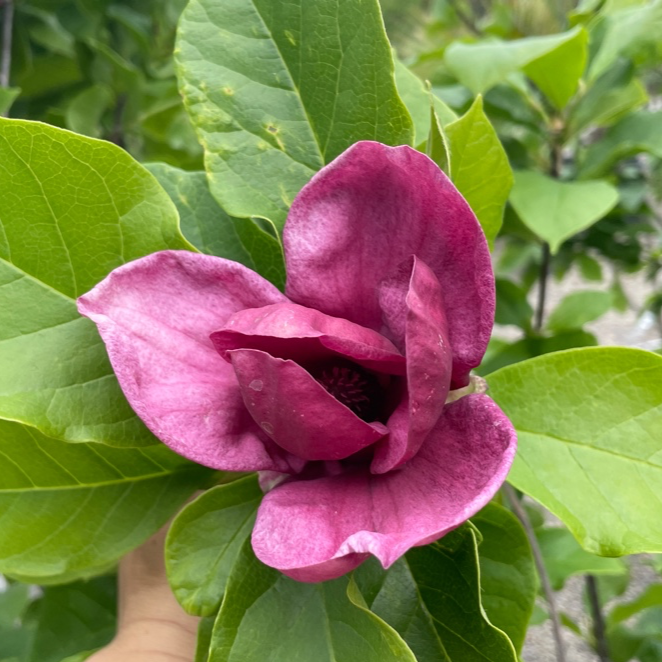 Close-up of Genie Saucer Magnolia pink flower with green leaves in the background