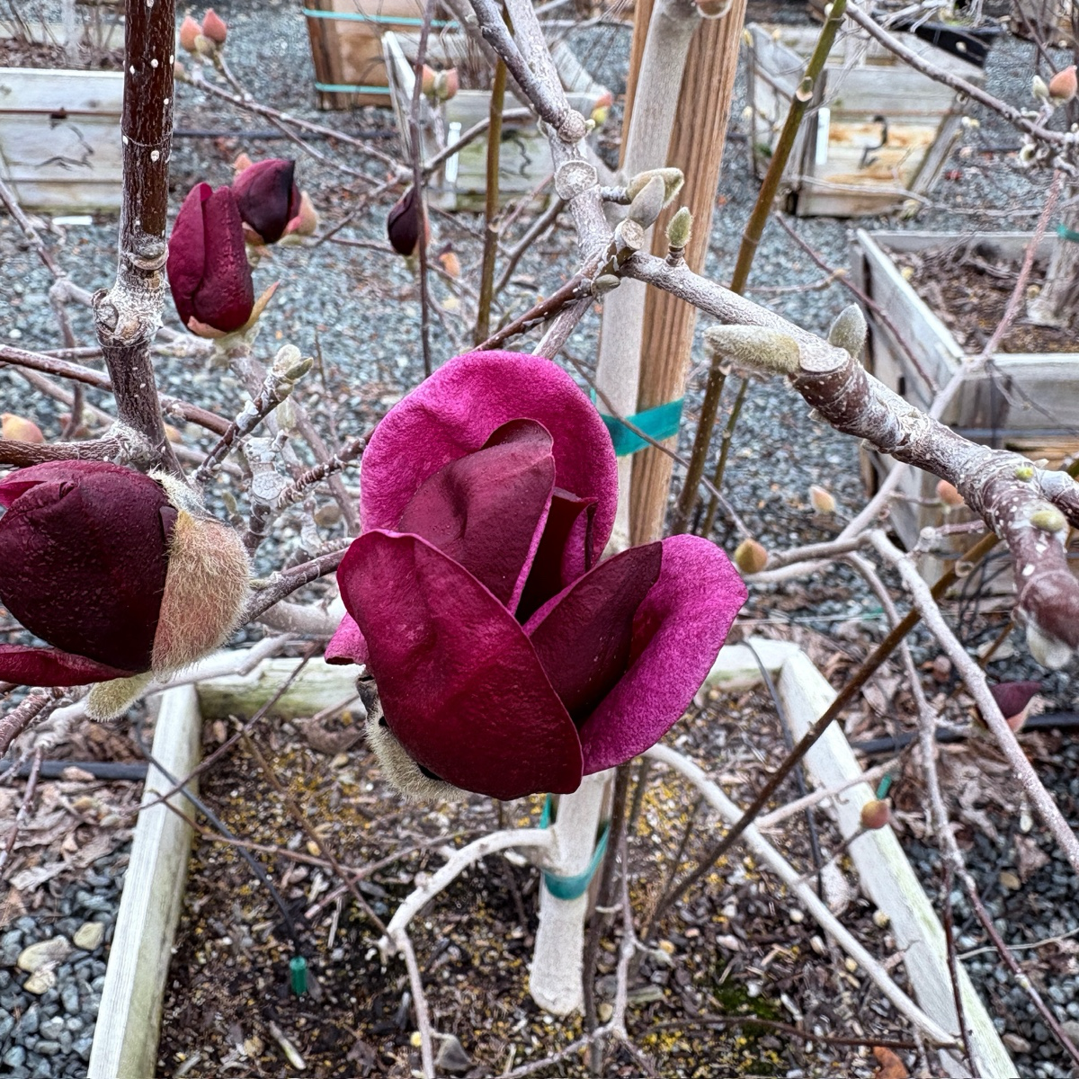 Close-up of Genie Saucer Magnolia purple flower bud on a branch with a garden background