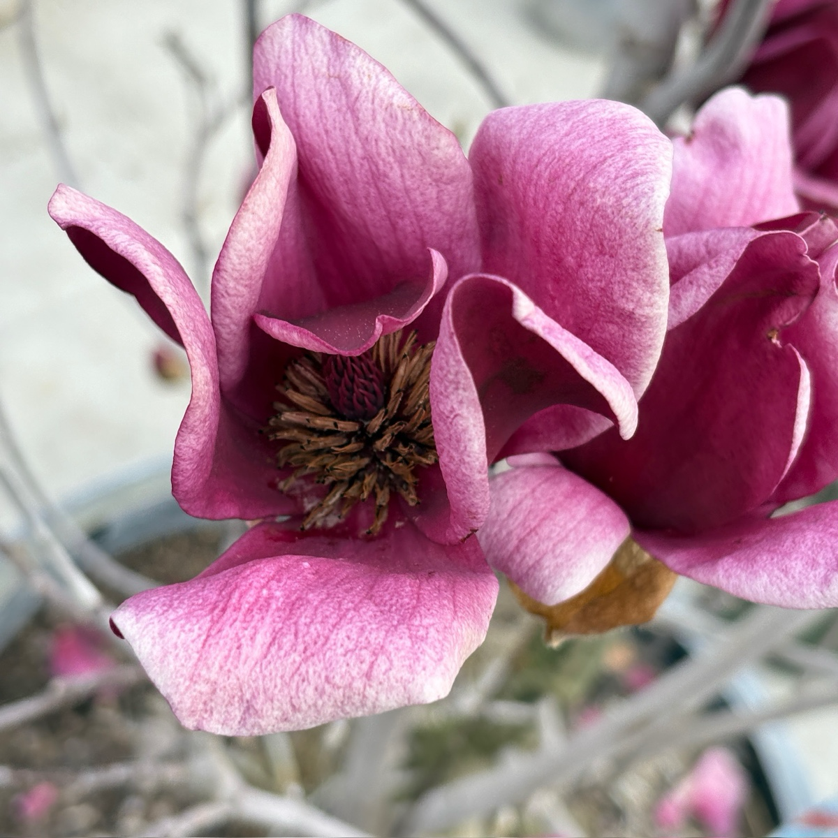 Close-up of Genie Saucer Magnolia flower with a blurred background