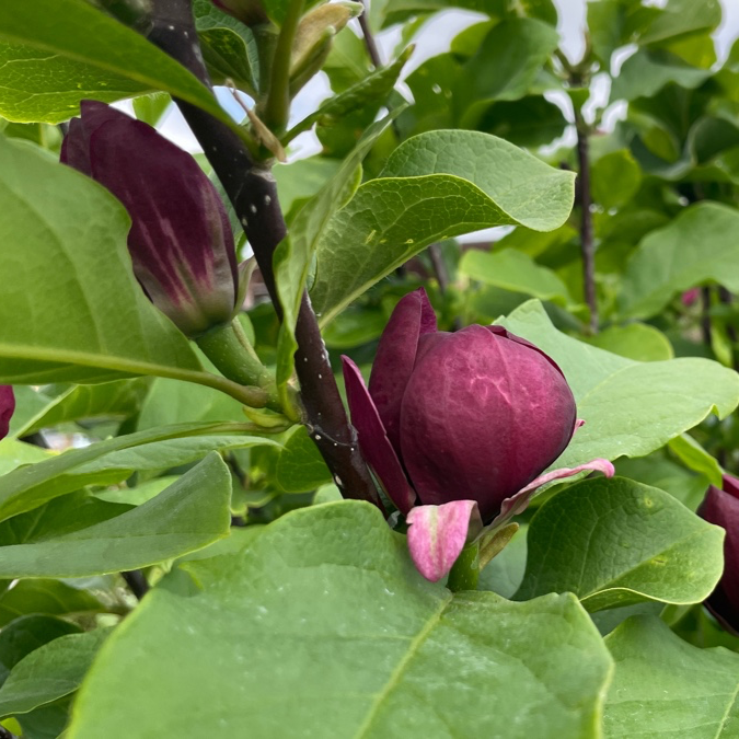 Close-up of Genie Saucer Magnolia purple flower buds on a green leafy plant