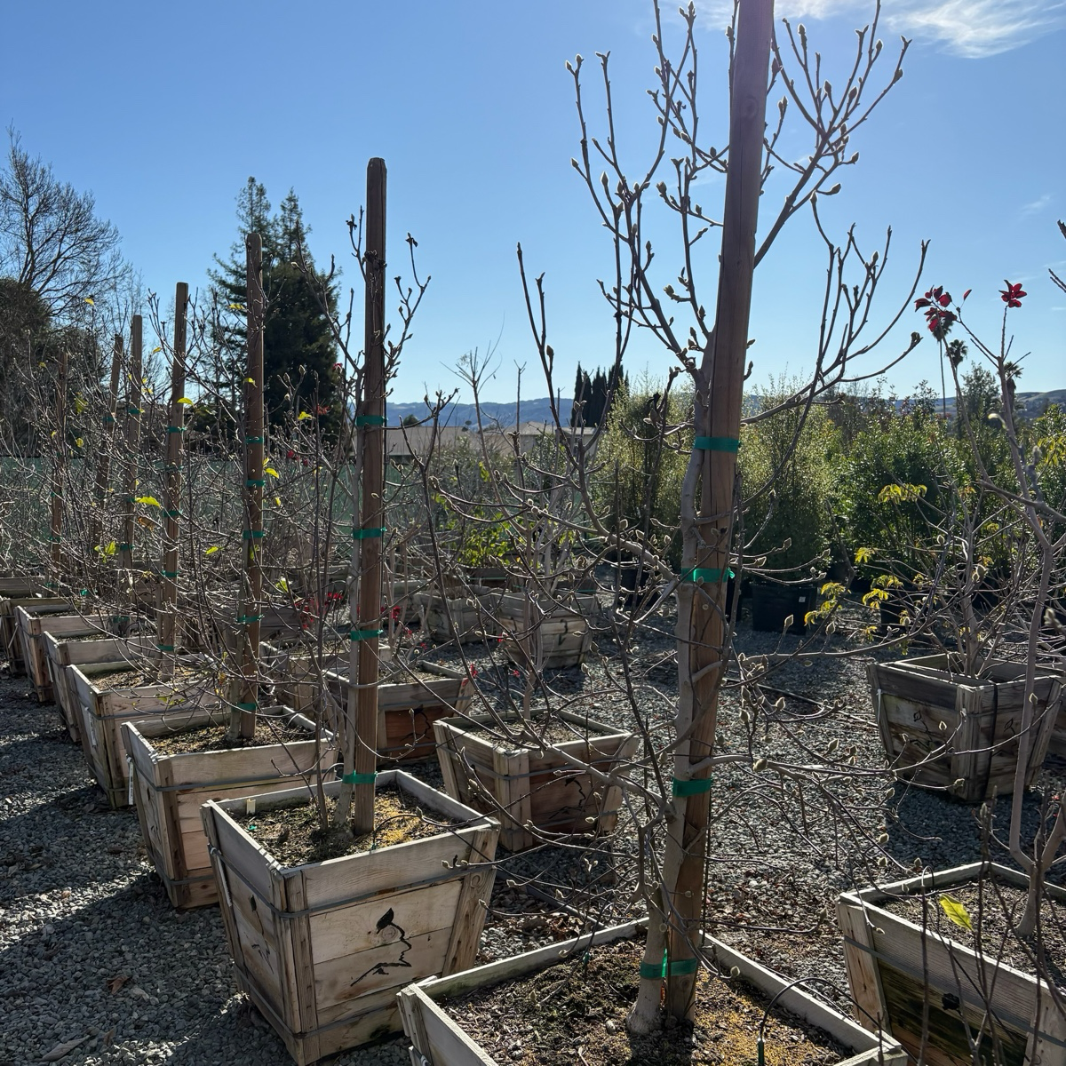 Row of Genie Saucer Magnolia trees in wooden pots in an outdoor setting with a clear sky.