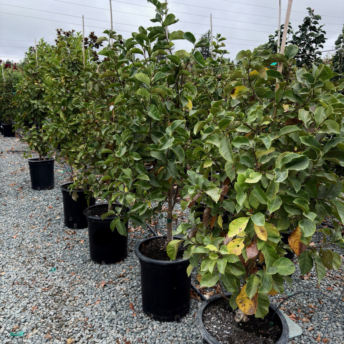potted magnolia plant Genie Saucer Magnolia