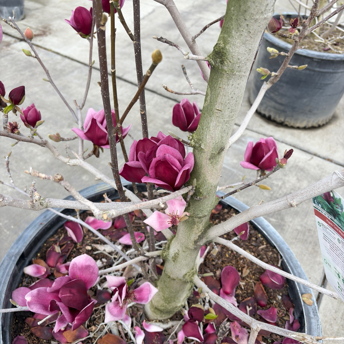 planting saucer magnolia Genie Saucer Magnolia Tree – Deep Burgundy Blooms, Compact Form – Victory Nursery