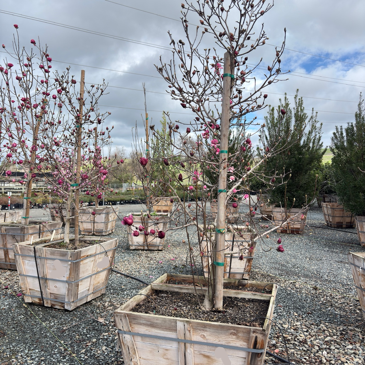 Genie Saucer Magnolia 