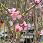 Giant Babcock White Peach