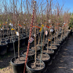 Giant Babcock White Peach