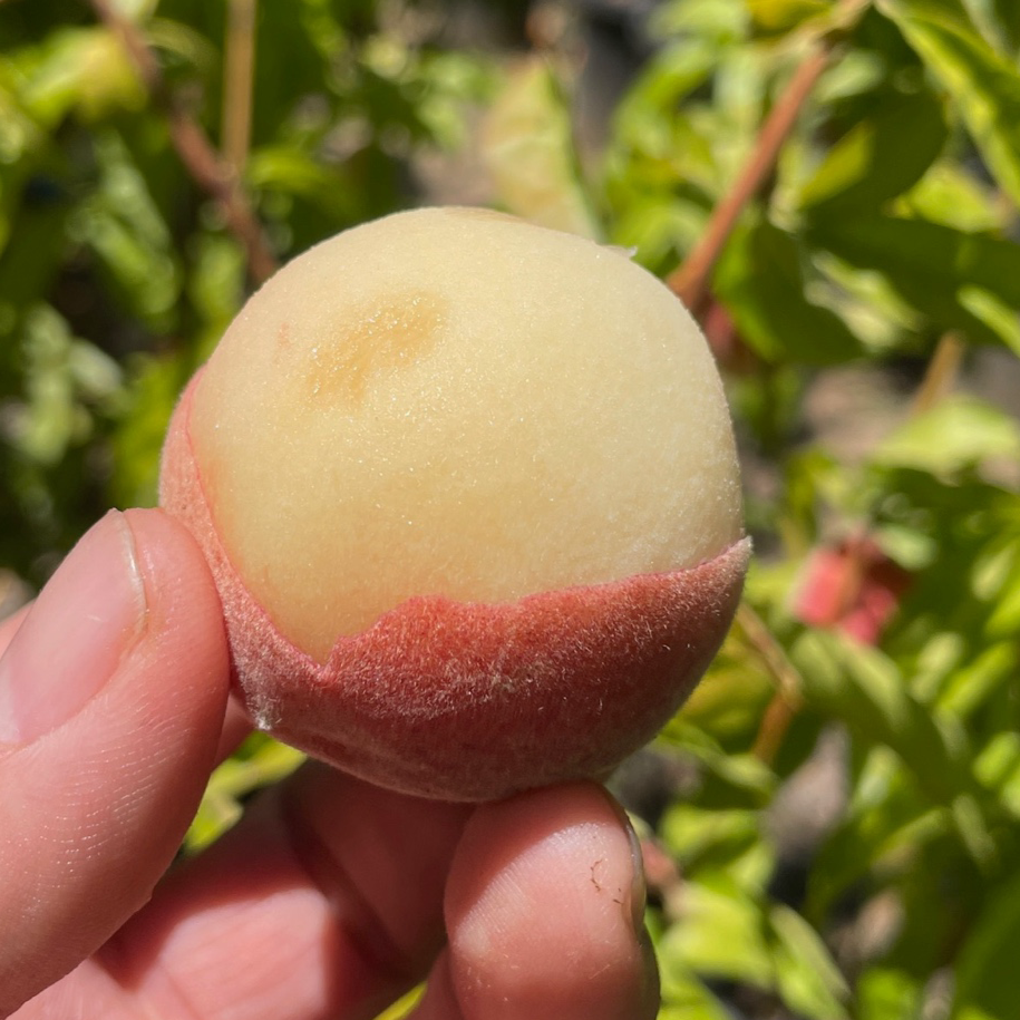 Giant Babcock White Peach