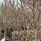Giant Babcock White Peach