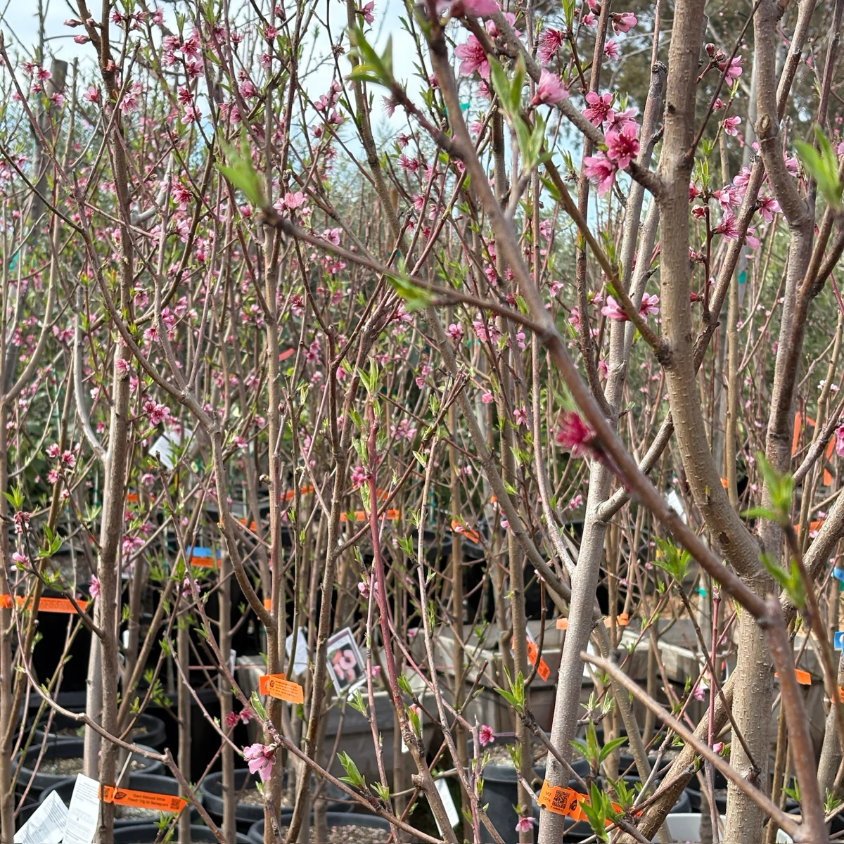 Giant Babcock White Peach