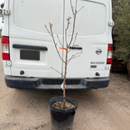 Giant Babcock White Peach