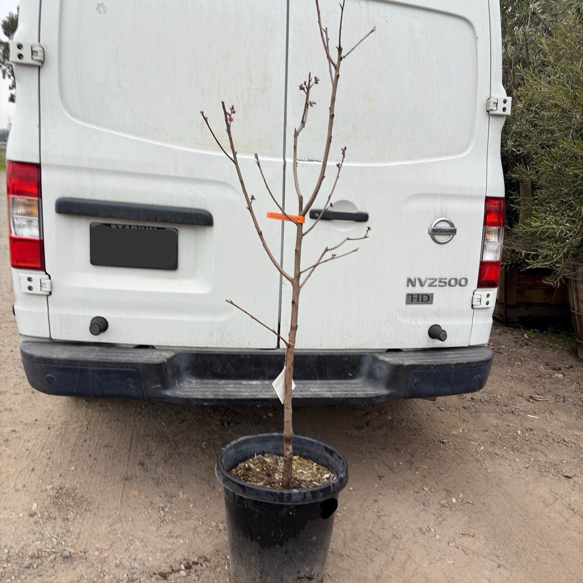 Giant Babcock White Peach