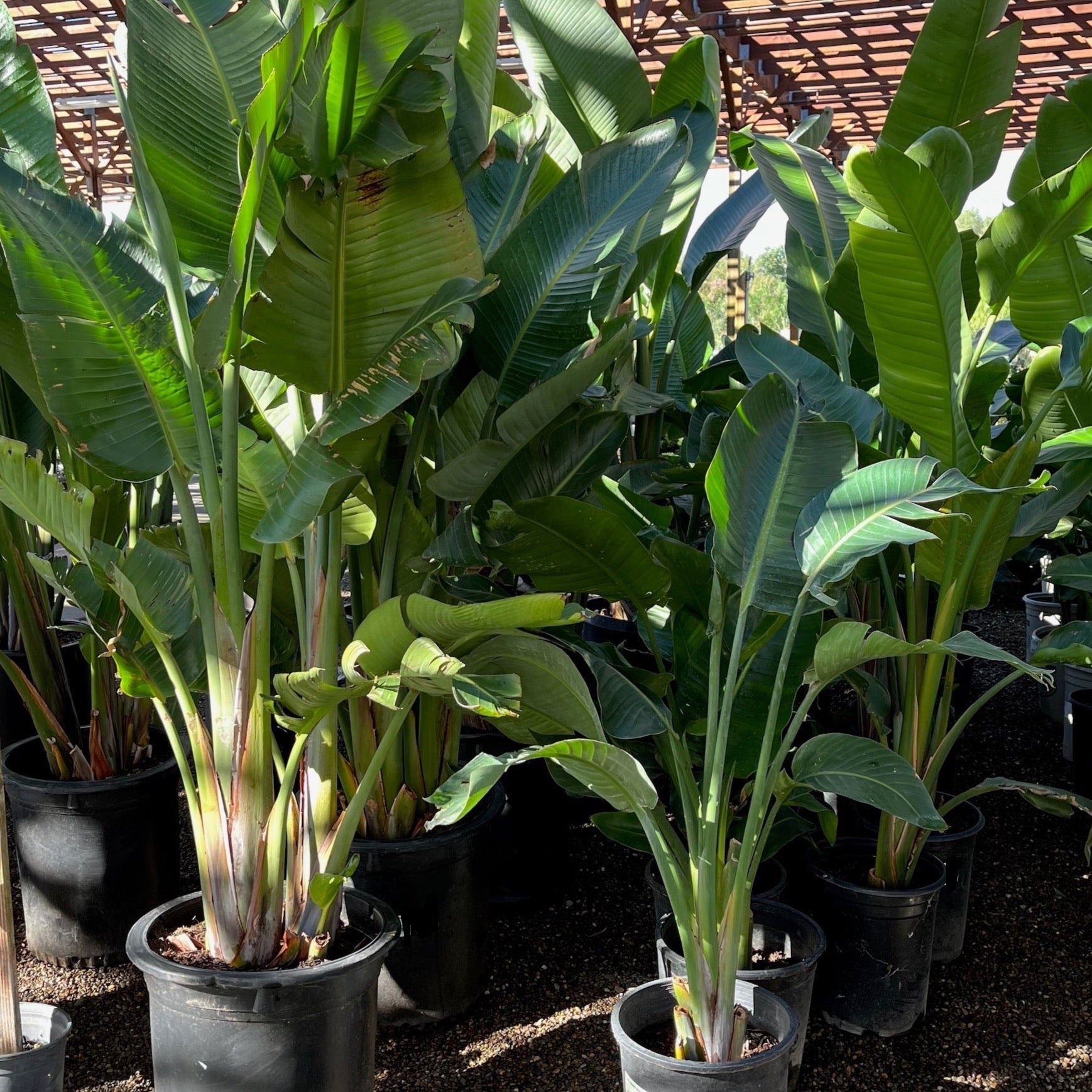 Giant Bird of Paradise