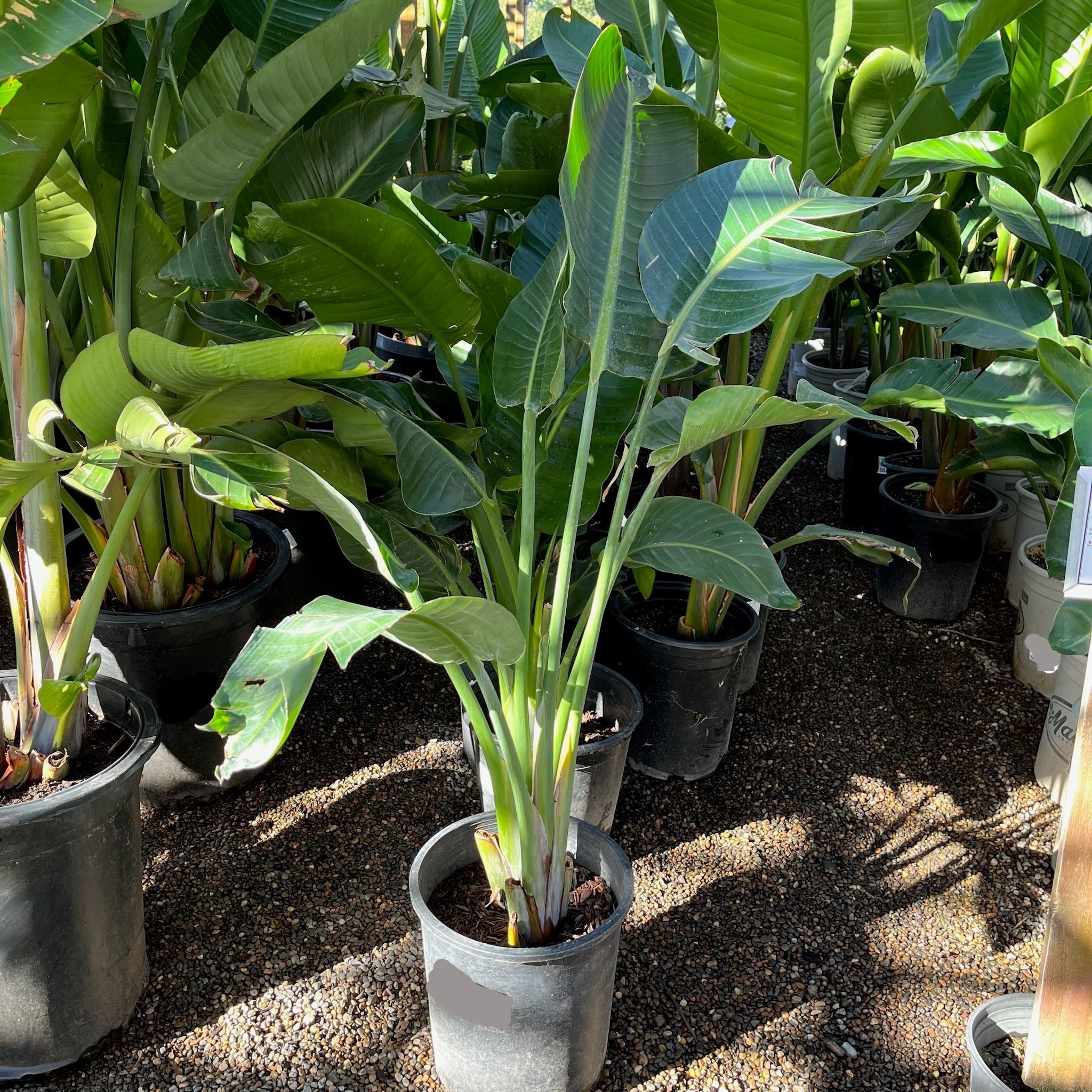 Giant Bird of Paradise