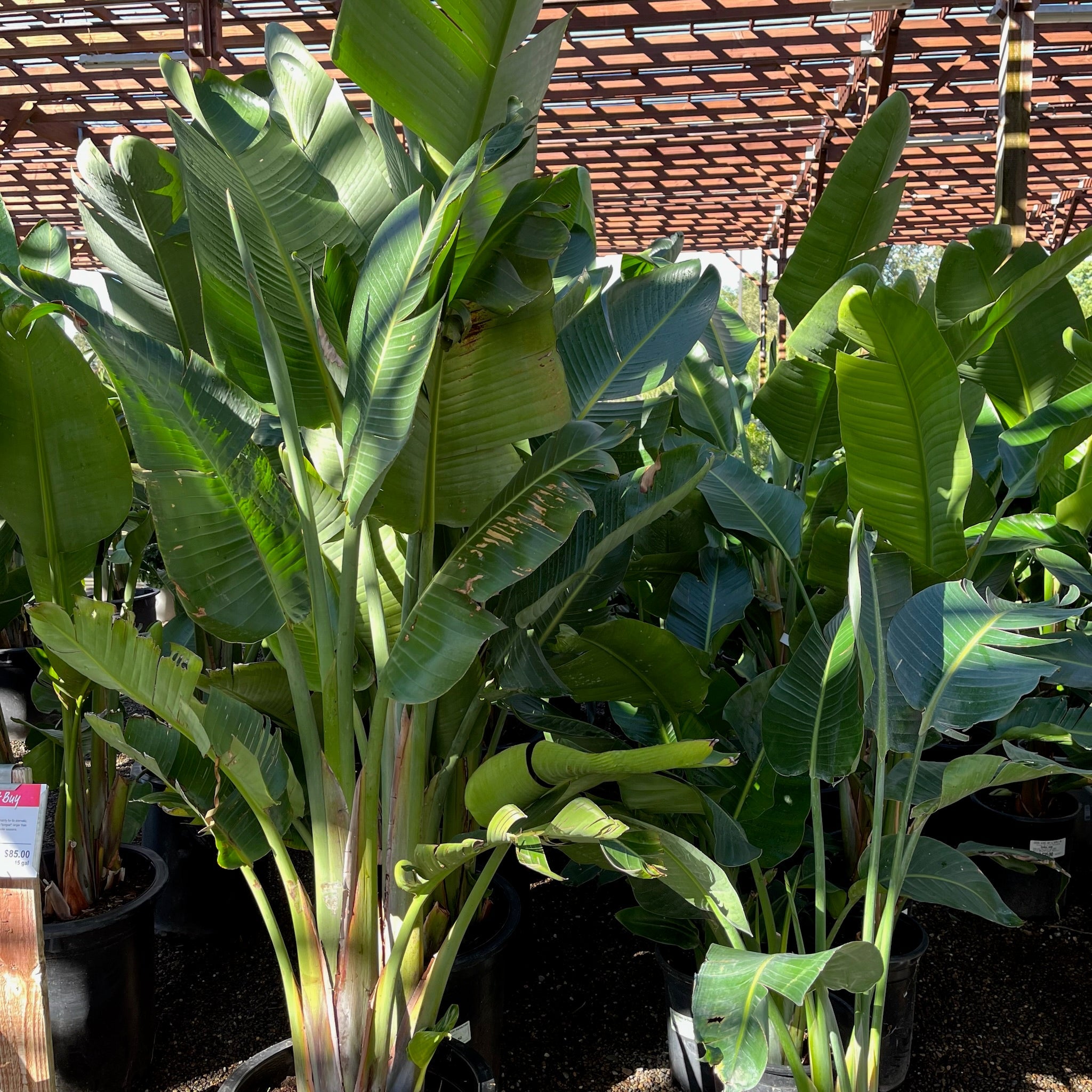 Giant Bird of Paradise