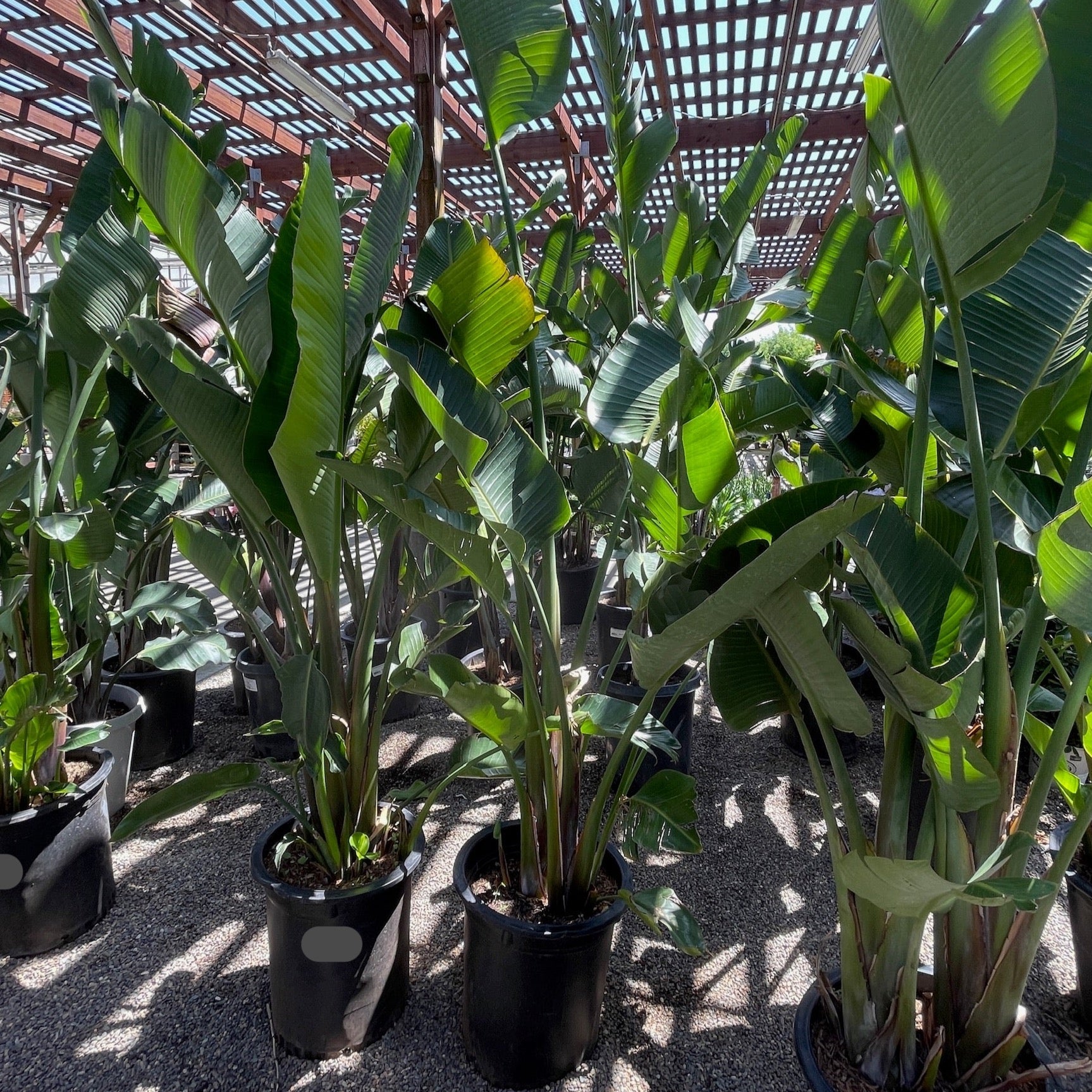 Giant Bird of Paradise