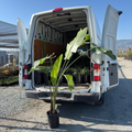 Giant Bird of Paradise