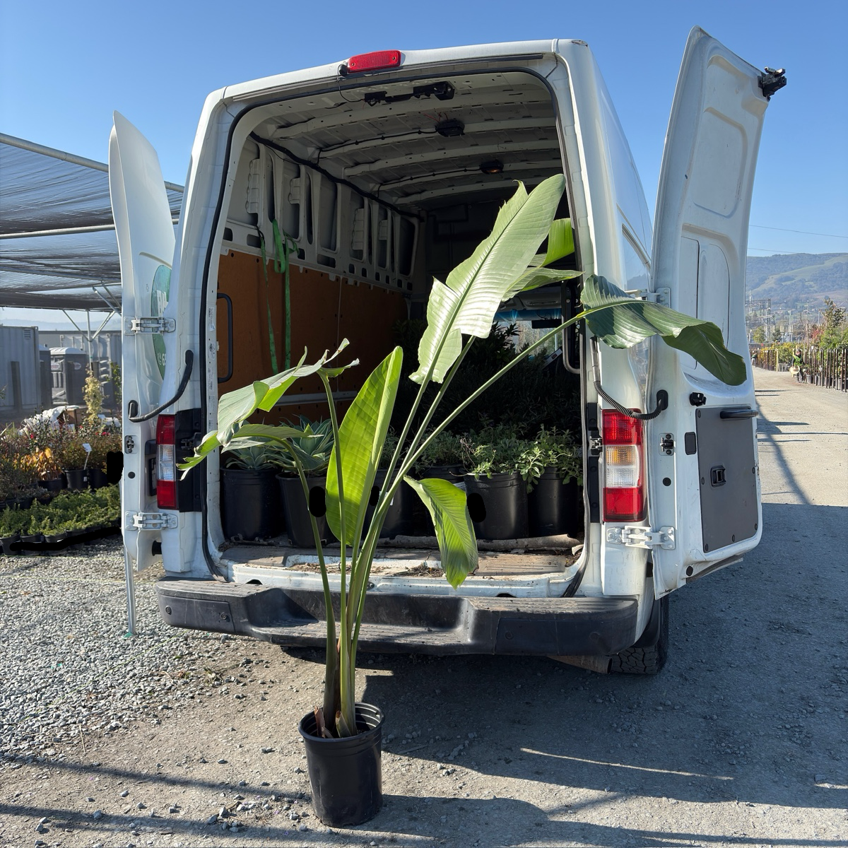 Giant Bird of Paradise | Large Tropical White Blooms – Victory Nursery