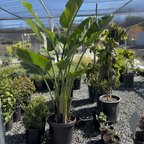 Giant Bird of Paradise