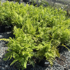 Group of potted Giant Chain Fern plants on a gravel surface