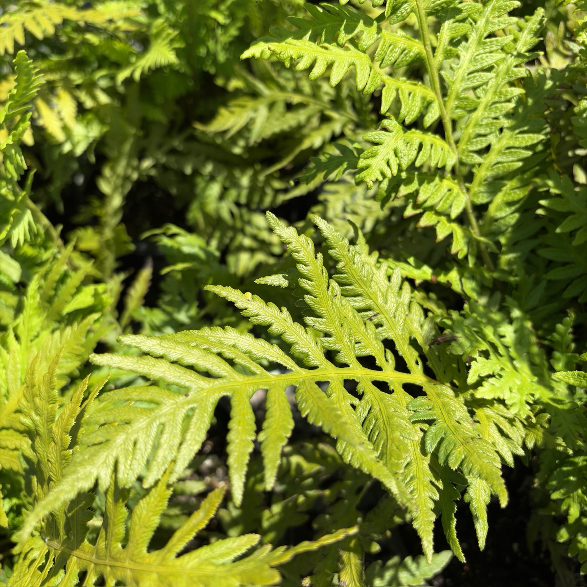 Close-up of Woodwardia fimbriata leaves