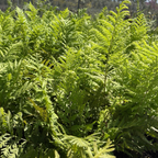 Woodwardia fimbriata plants with a blurred background of trees and sky