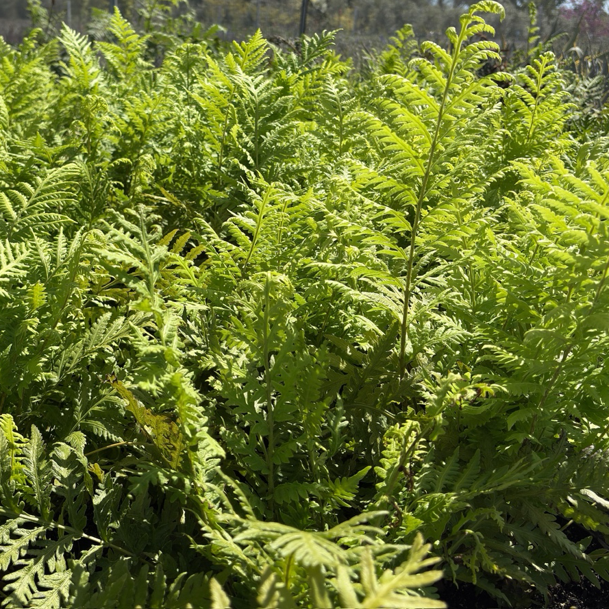 Woodwardia fimbriata plants with a blurred background of trees and sky