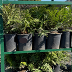 Potted Giant Chain Fern plants on a green metal shelf