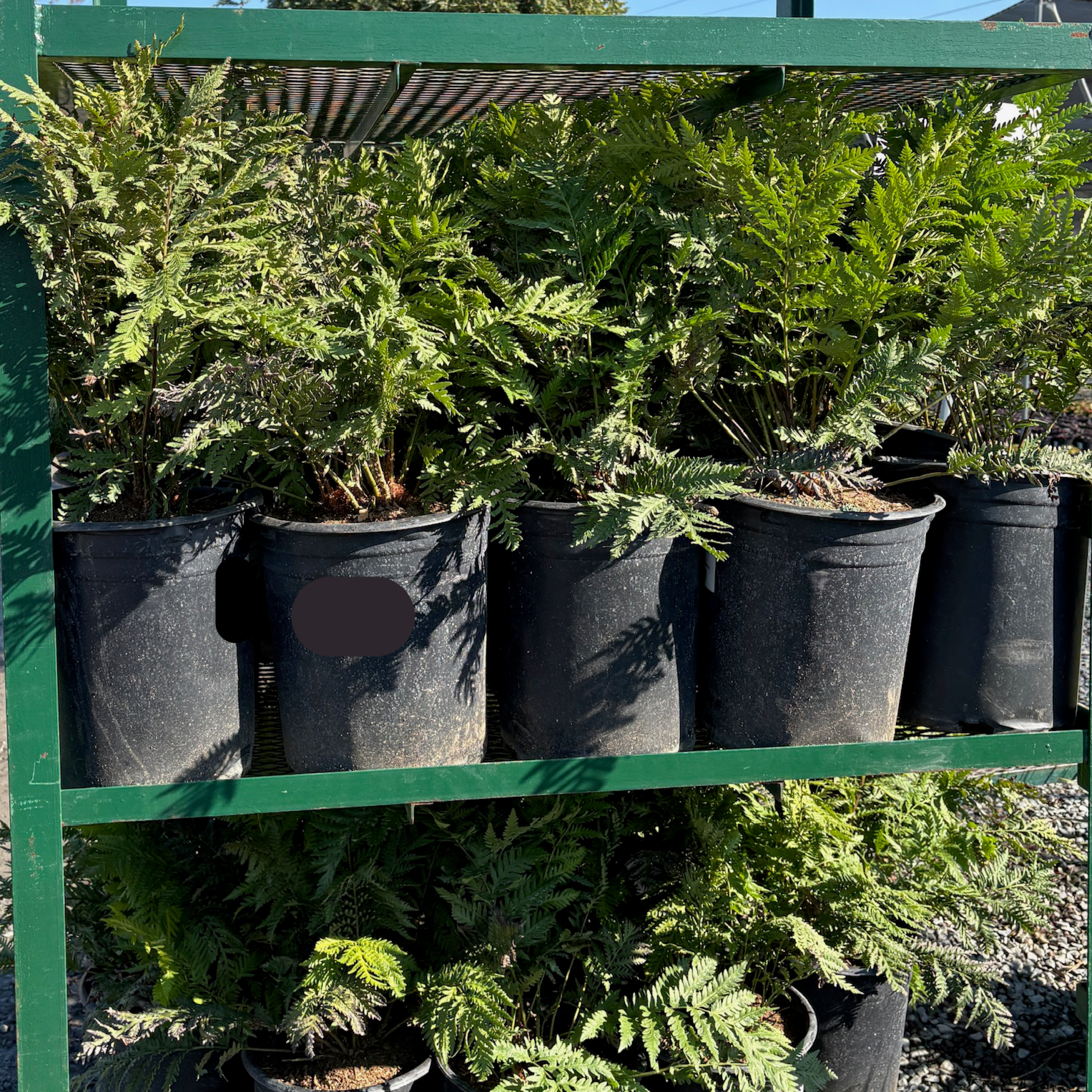 Potted Giant Chain Fern plants on a green metal shelf
