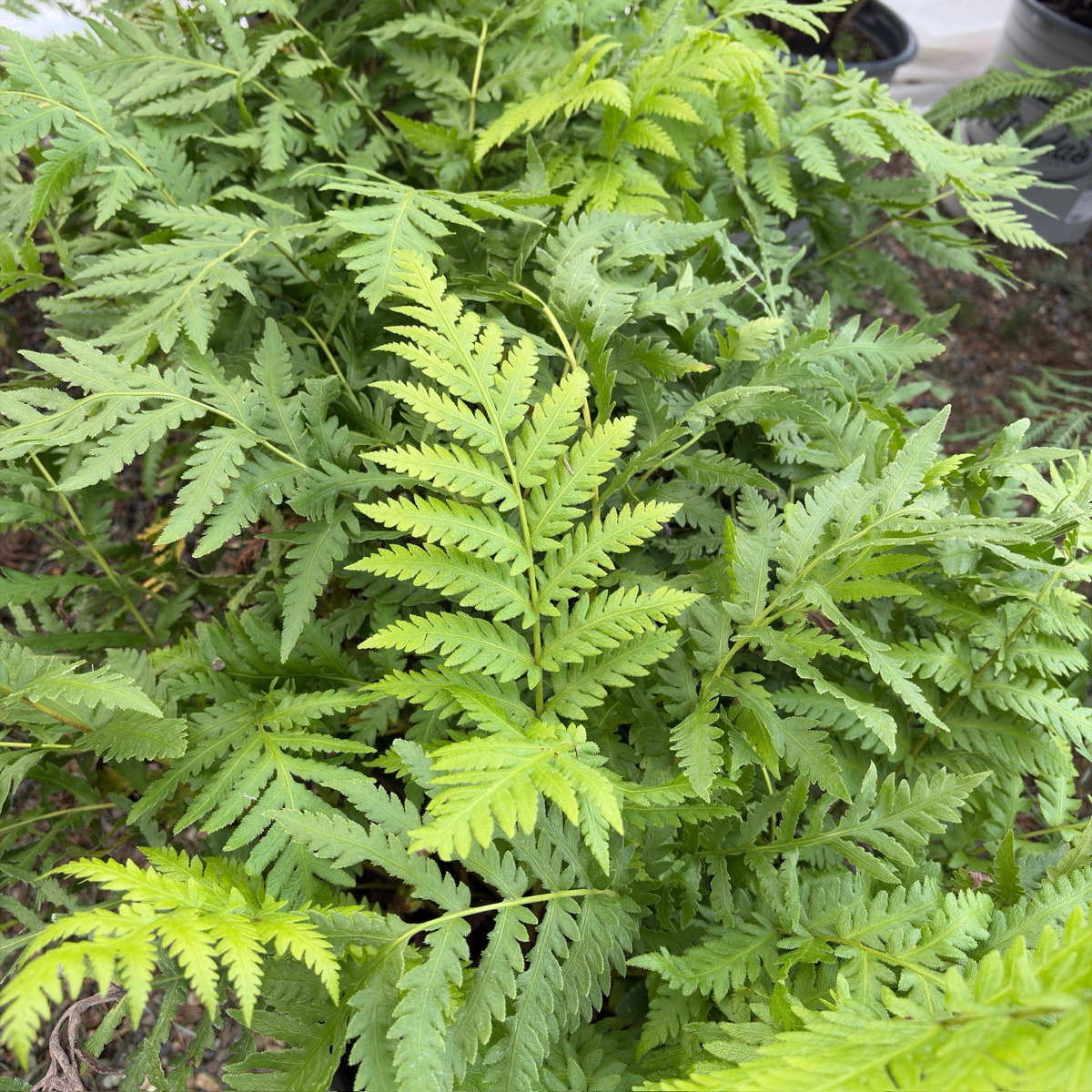Giant Chain Fern