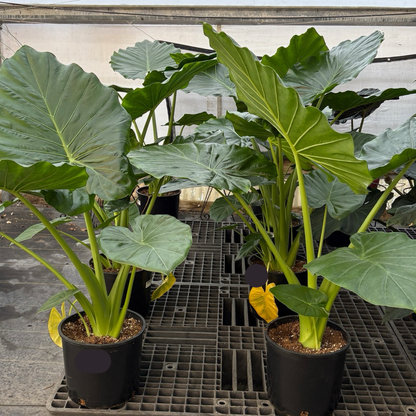 Giant Elephant's Ear