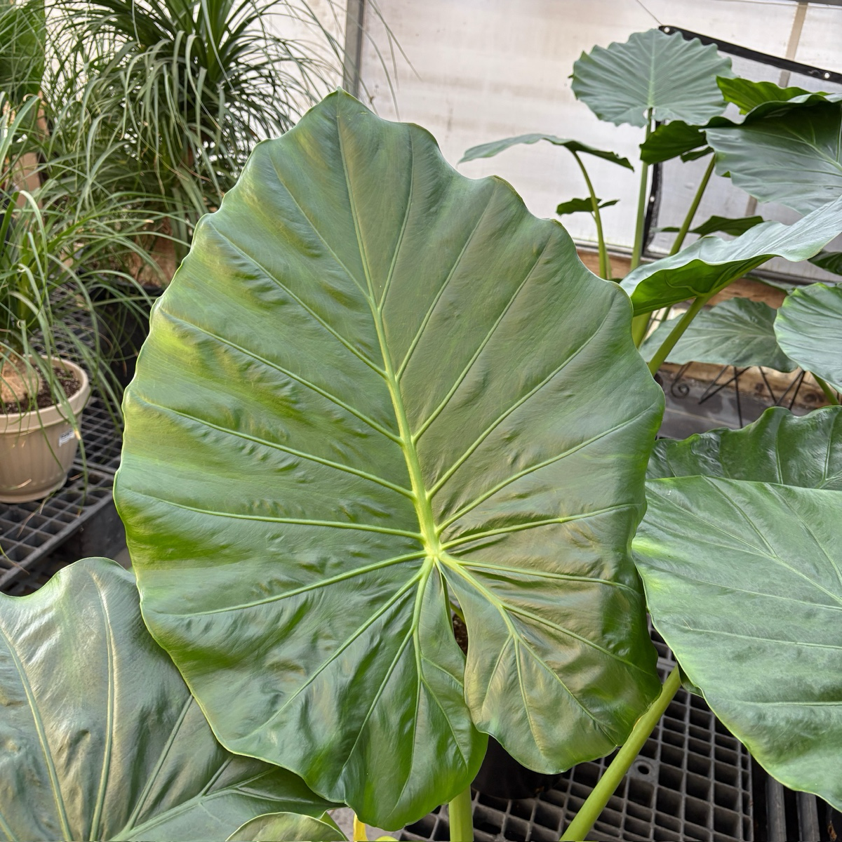 Giant Elephant's Ear