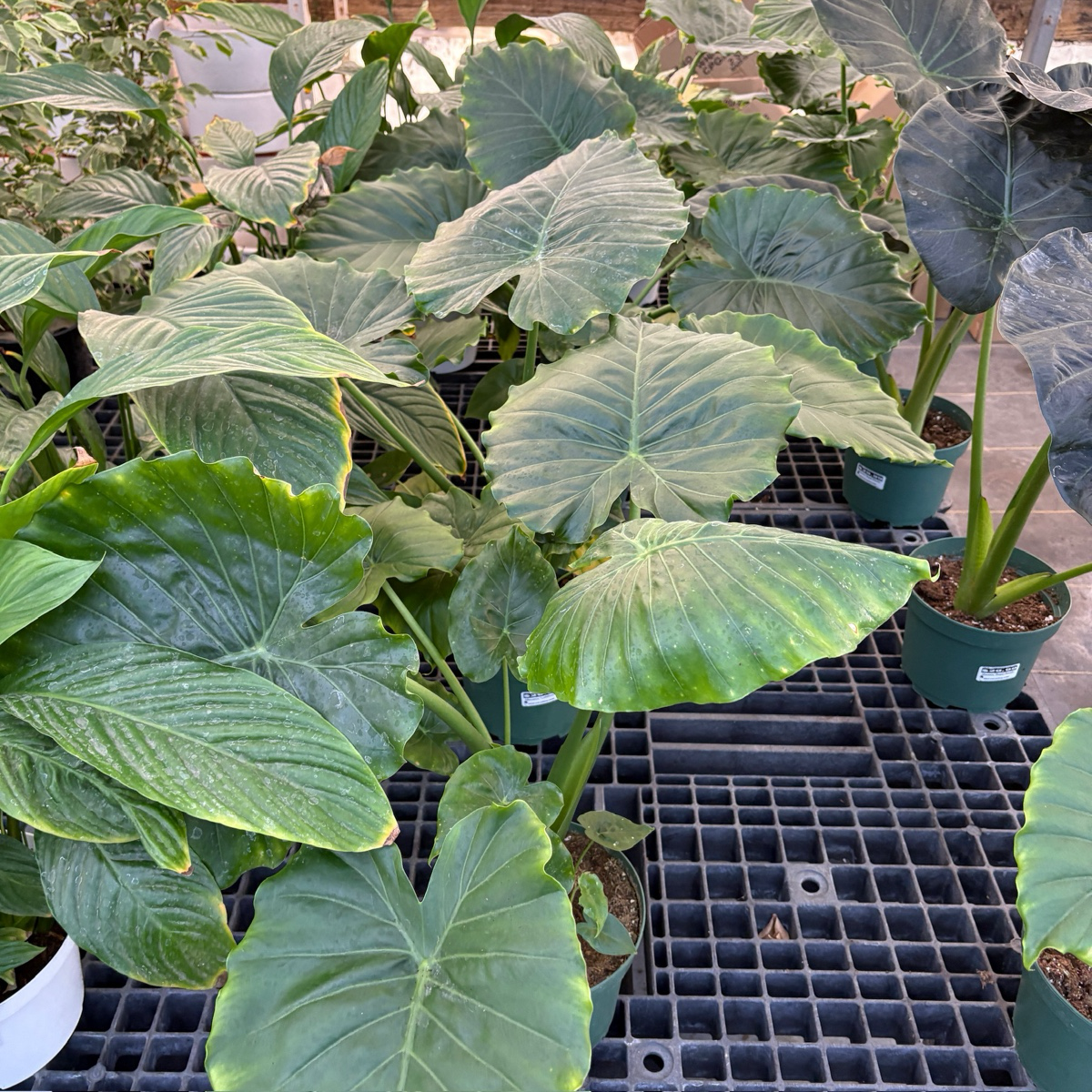 Giant Elephant's Ear