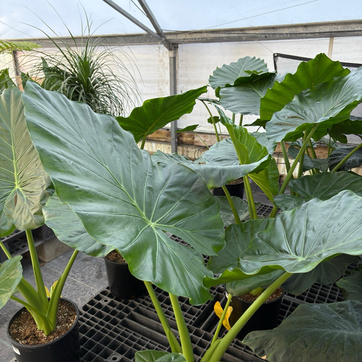 Giant Elephant's Ear