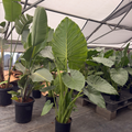 Giant Elephant's Ear