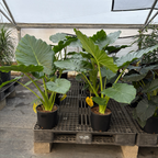 Giant Elephant's Ear
