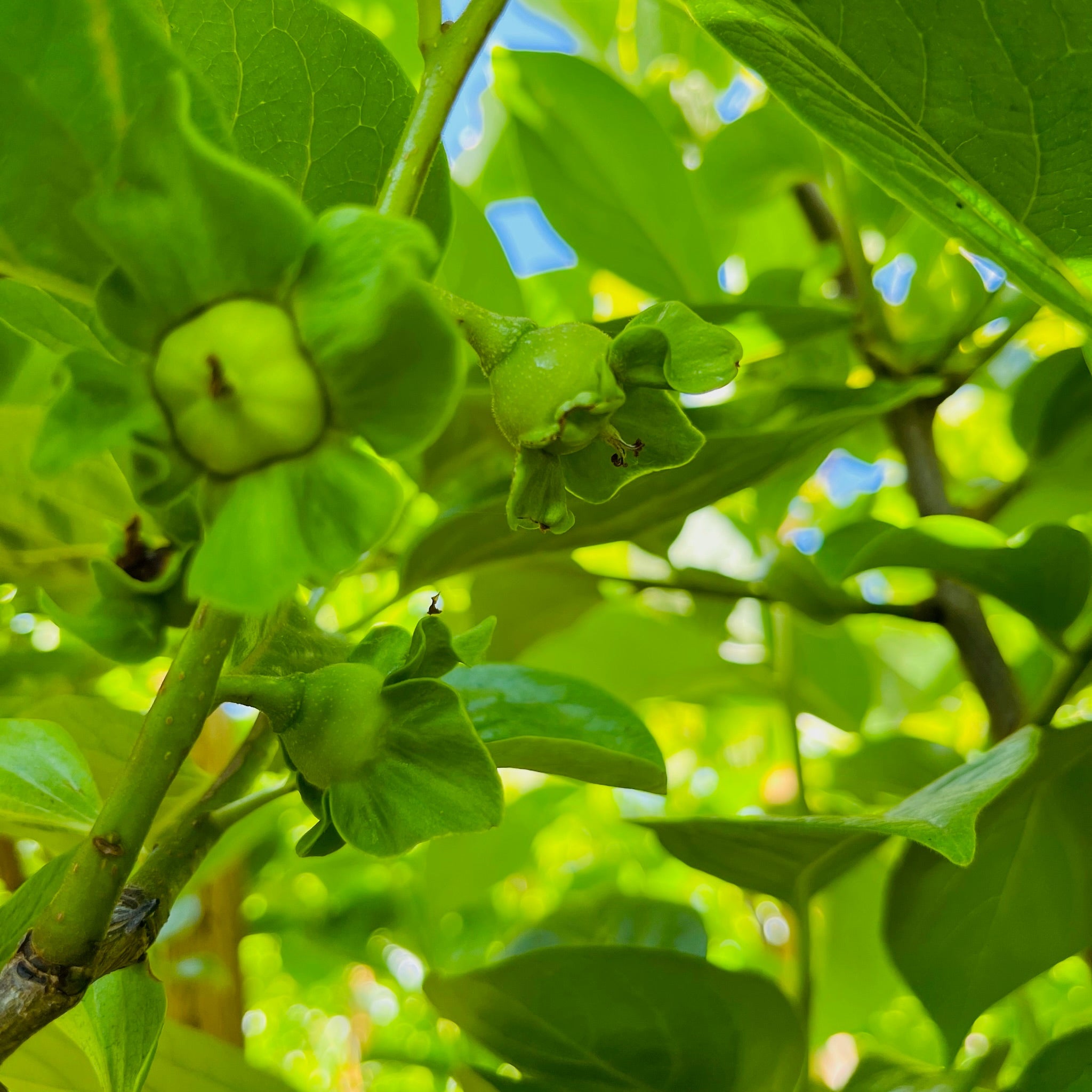 Giant Fuyu Persimmon