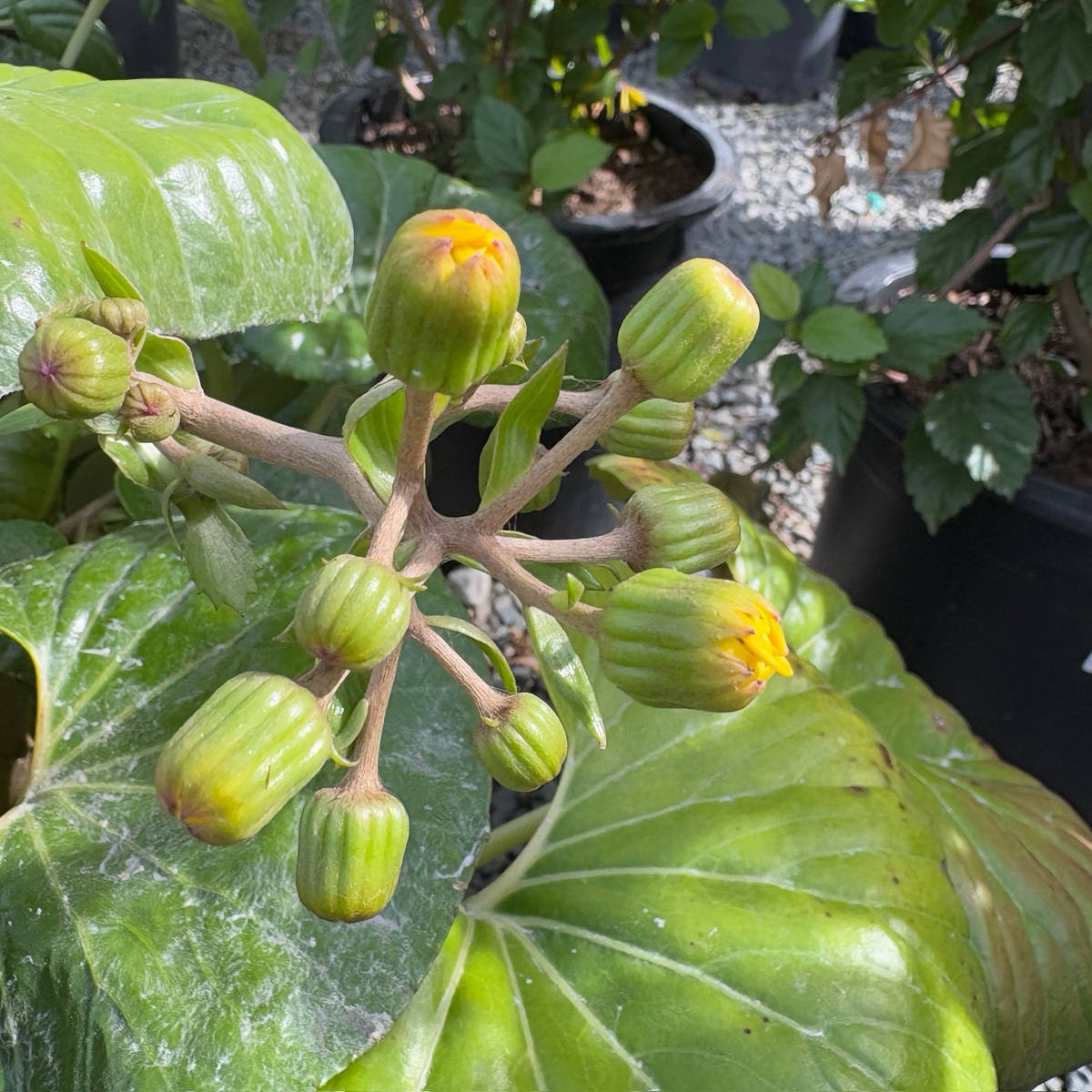 Giant Leopard Plant Close-up of a Giant Leopard Plant with green leaves and yellow buds.