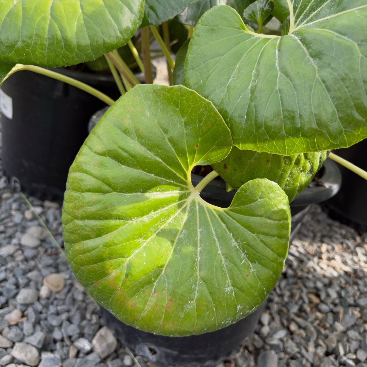 Giant Leopard Plant Close-up of Giant Leopard Plant green leaves with a blurred background